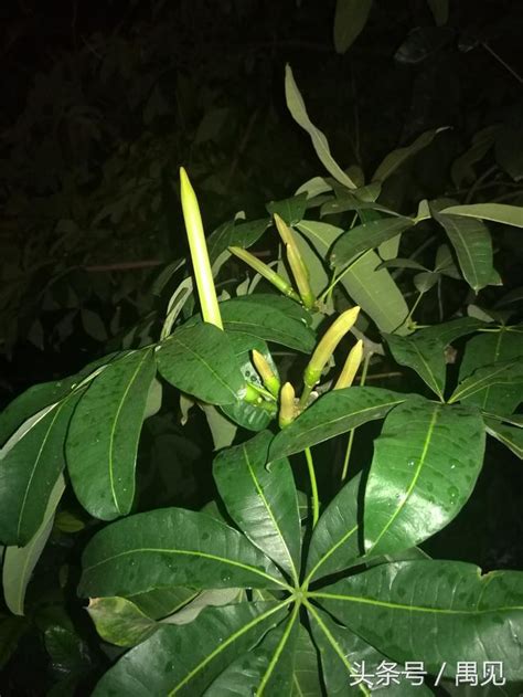 發財樹開花時間|發財樹開花的秘密：揭開這美麗植物的神秘面紗 – 植物盆栽綠寶典